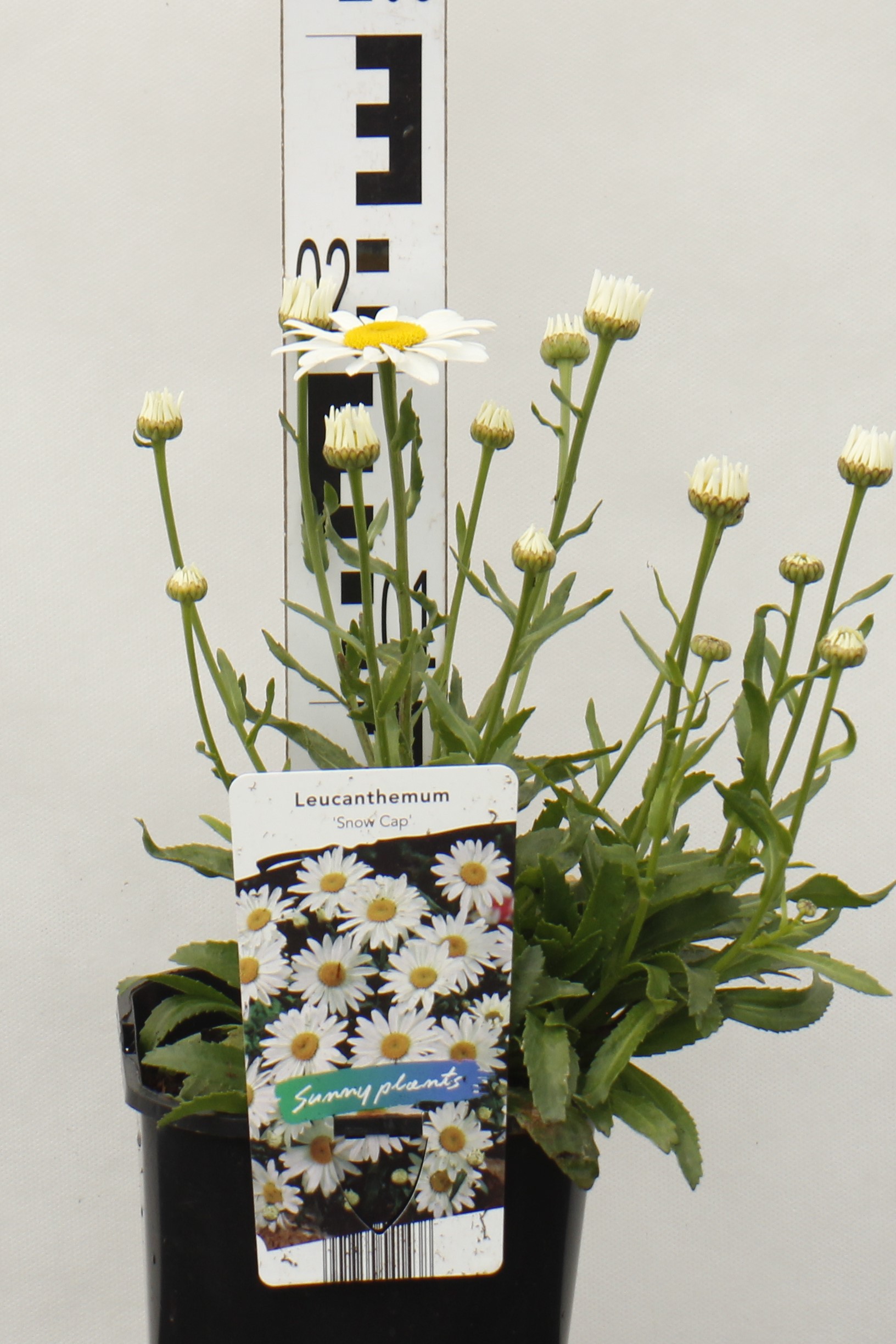Leucanthemum x superbum 'Snow Cap'