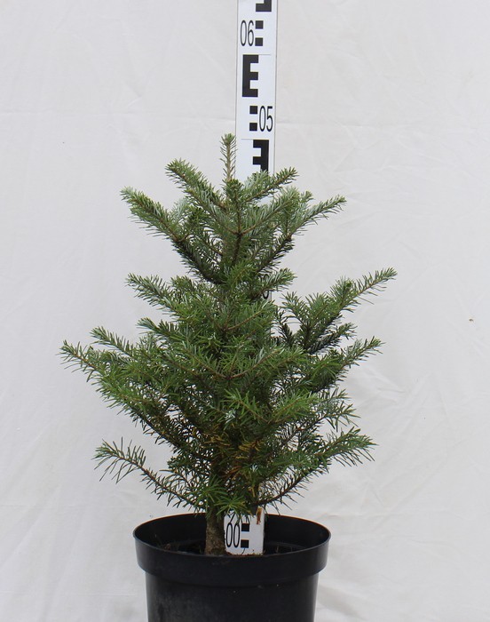 Abies koreana