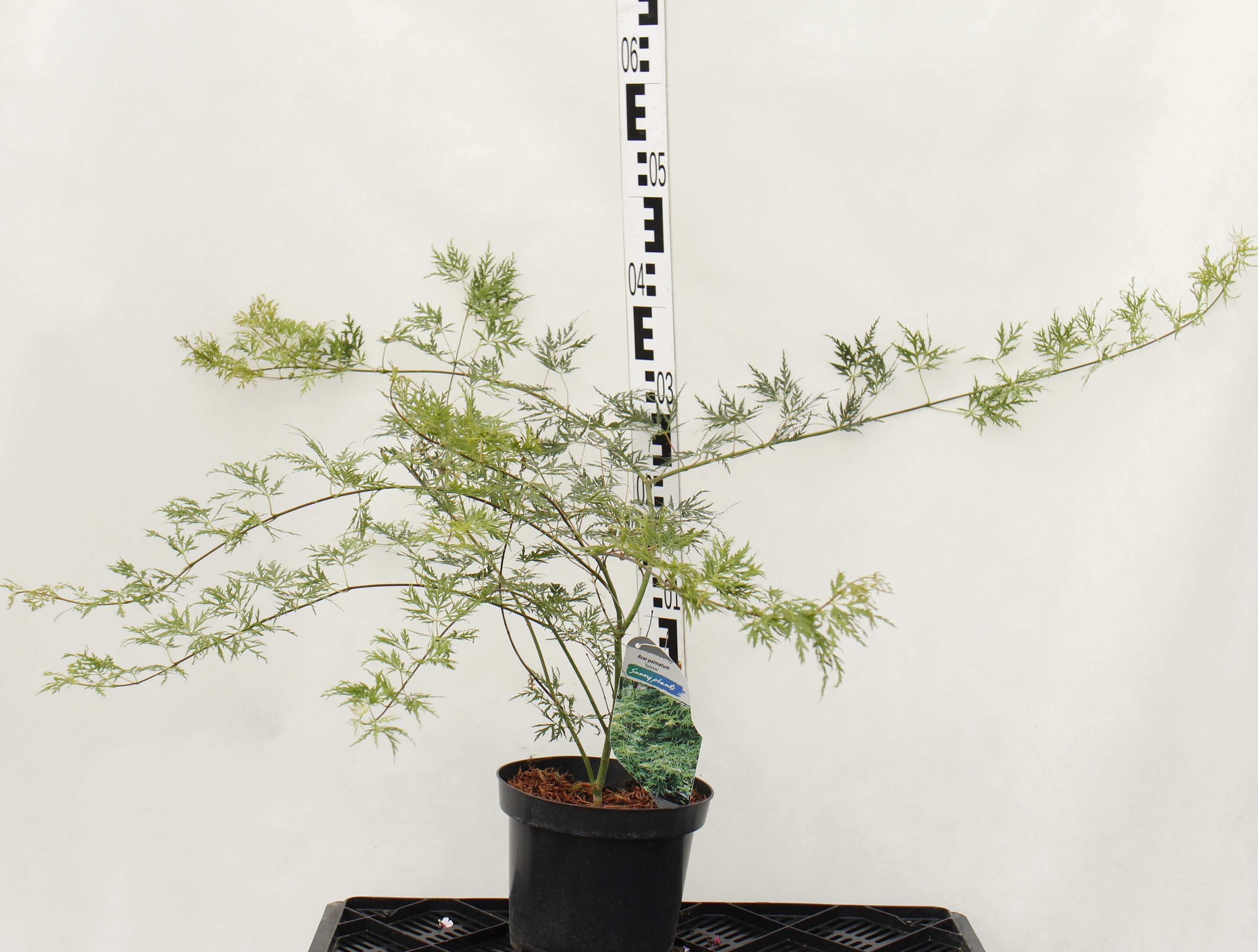 Acer palmatum 'Seiryu'