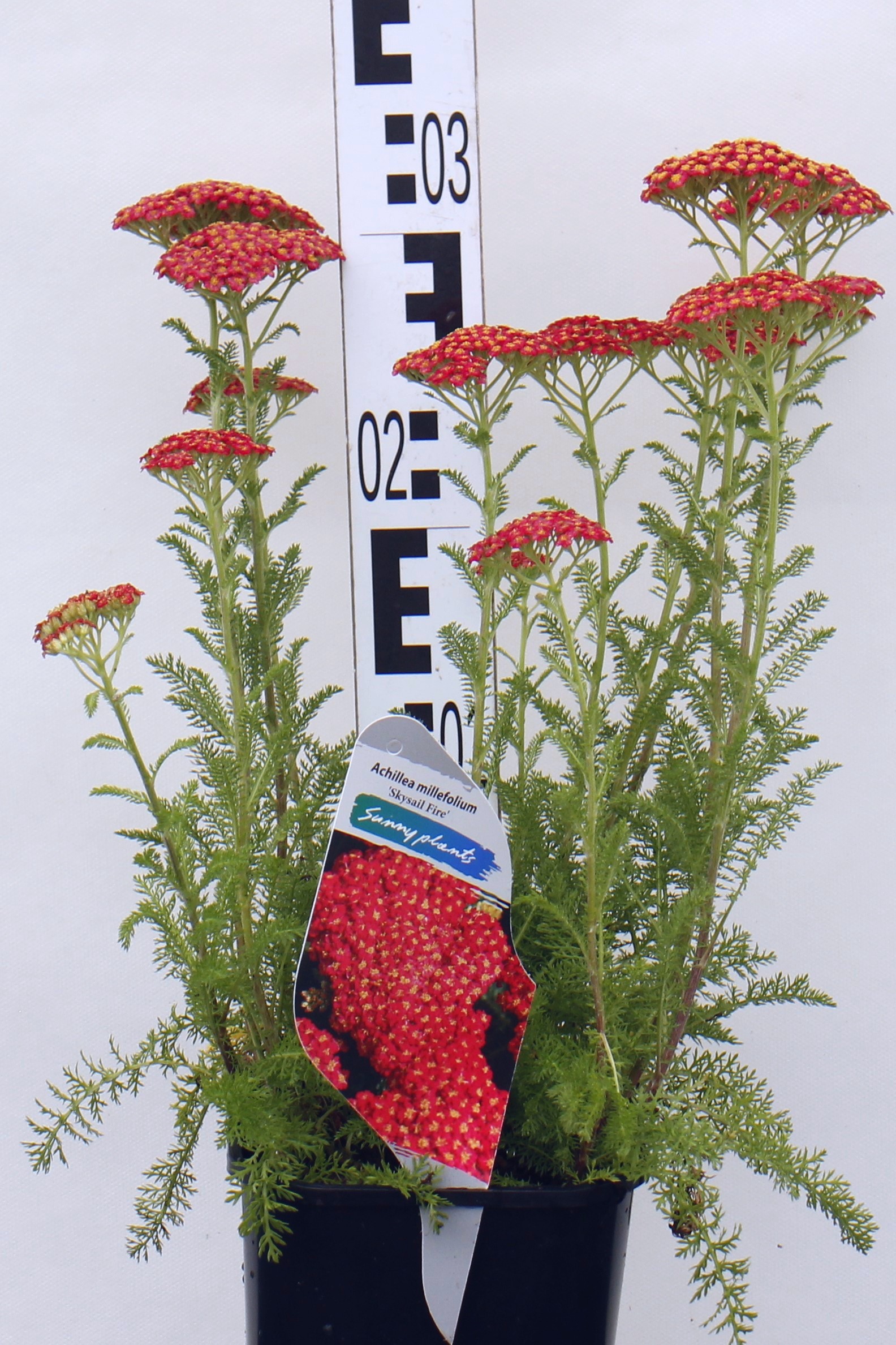 Achillea millefolium Skysail Fire