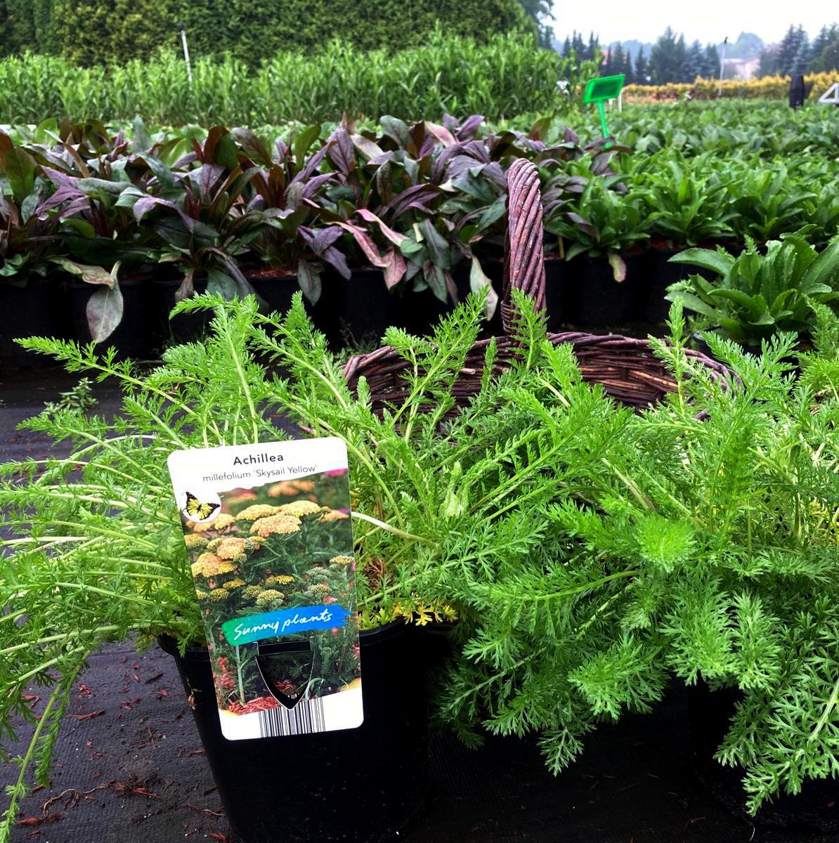 Achillea millefolium Skysail Yellow