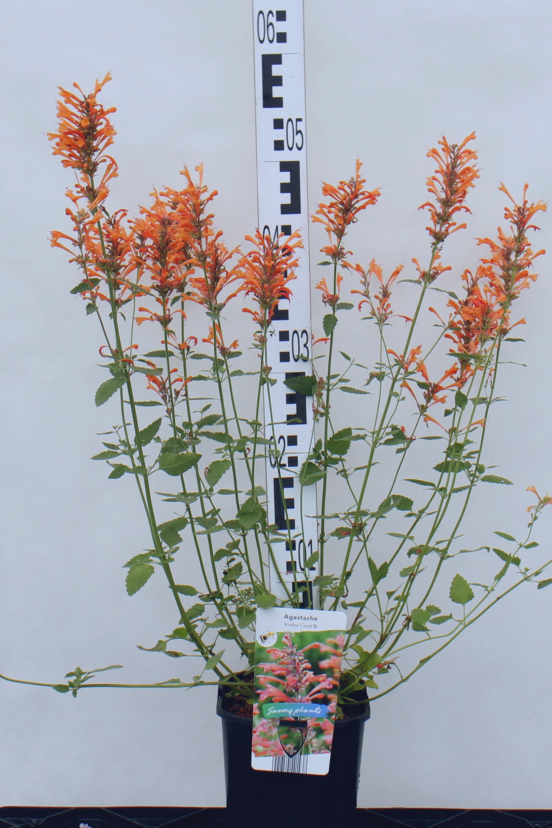 Agastache 'Kudos Coral' ®