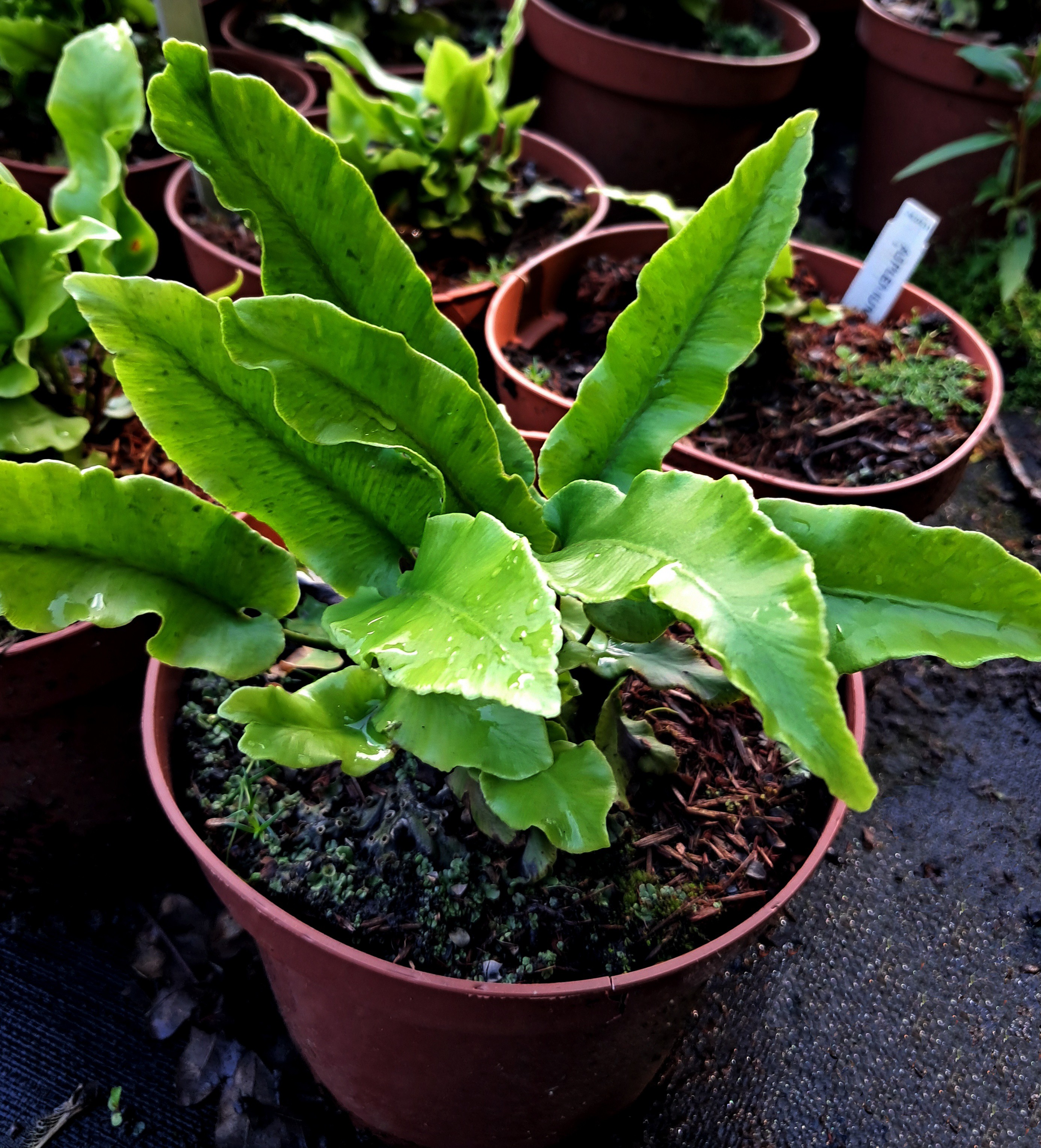 Asplenium scolopendrium