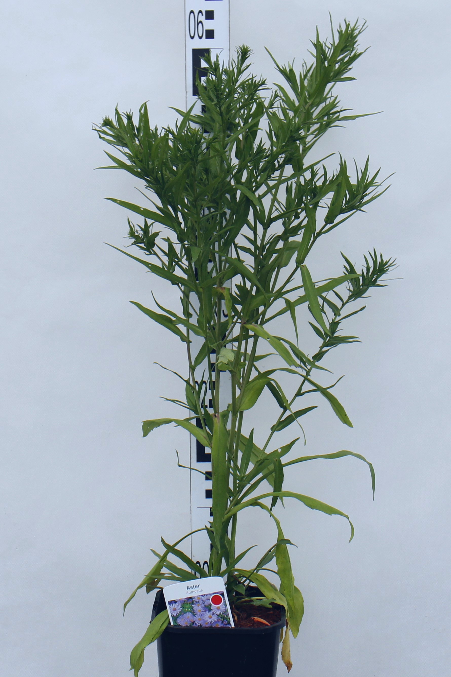 Aster dumosus 'Sapphire'