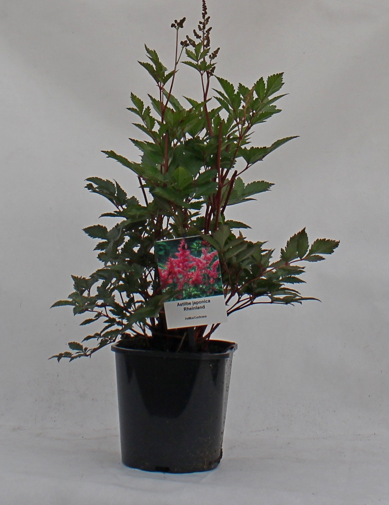 Astilbe japonica 'Rheinland'