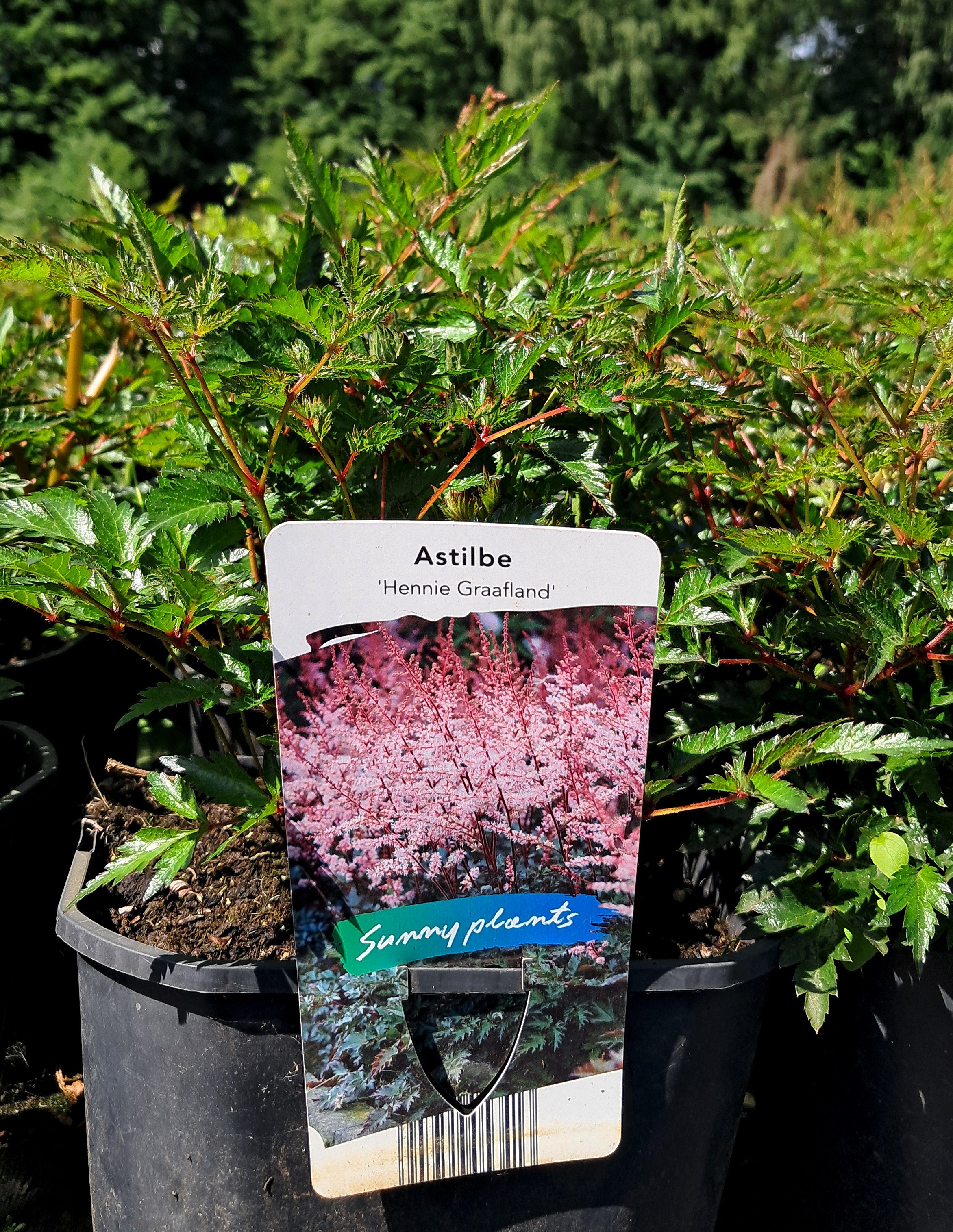 Astilbe simplicifolia 'Hennie Graafland