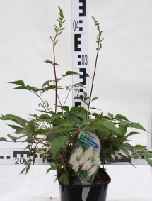 Astilbe japonica 'Deutschland'