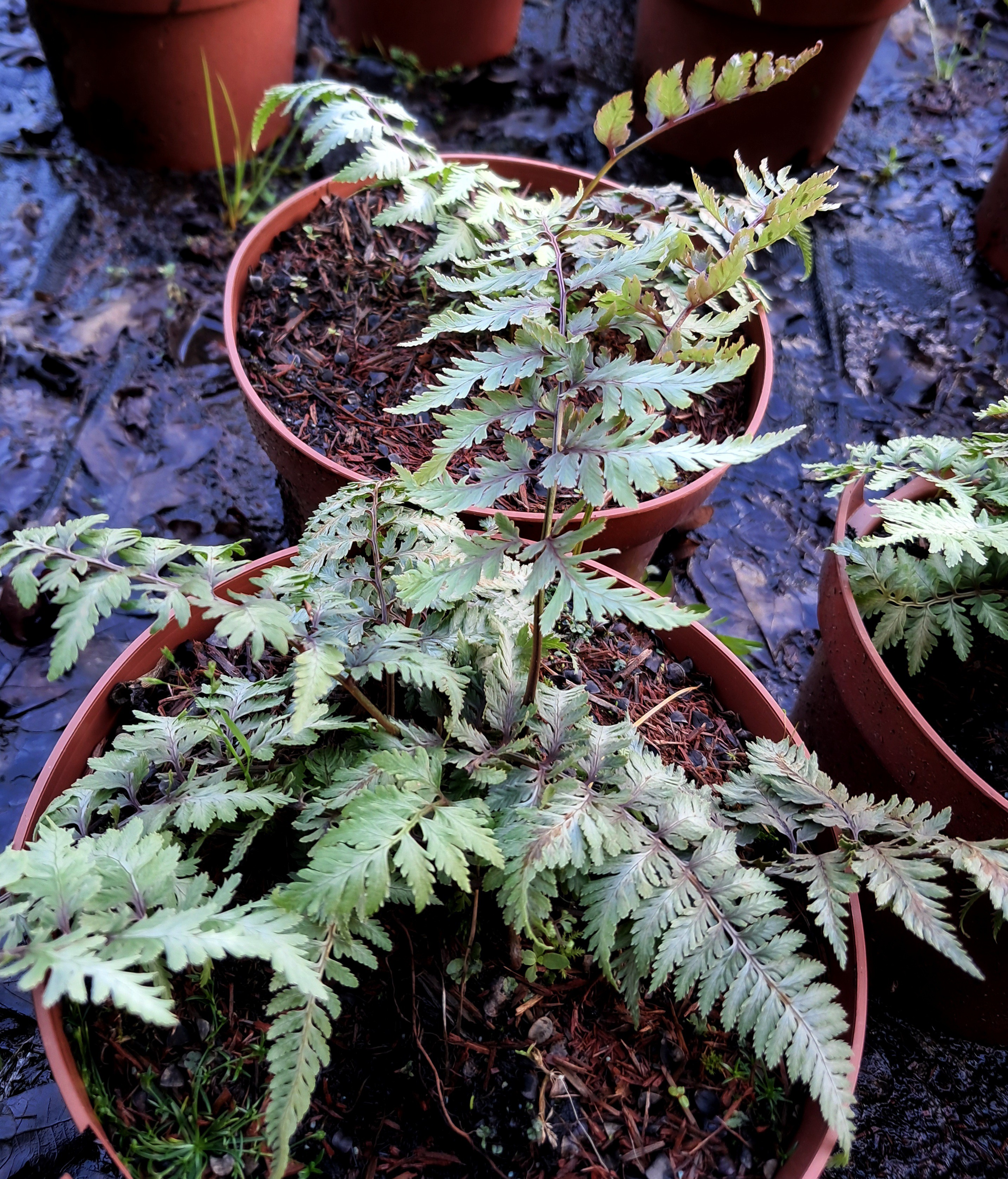 Athyrium niponicum 'Pictum'