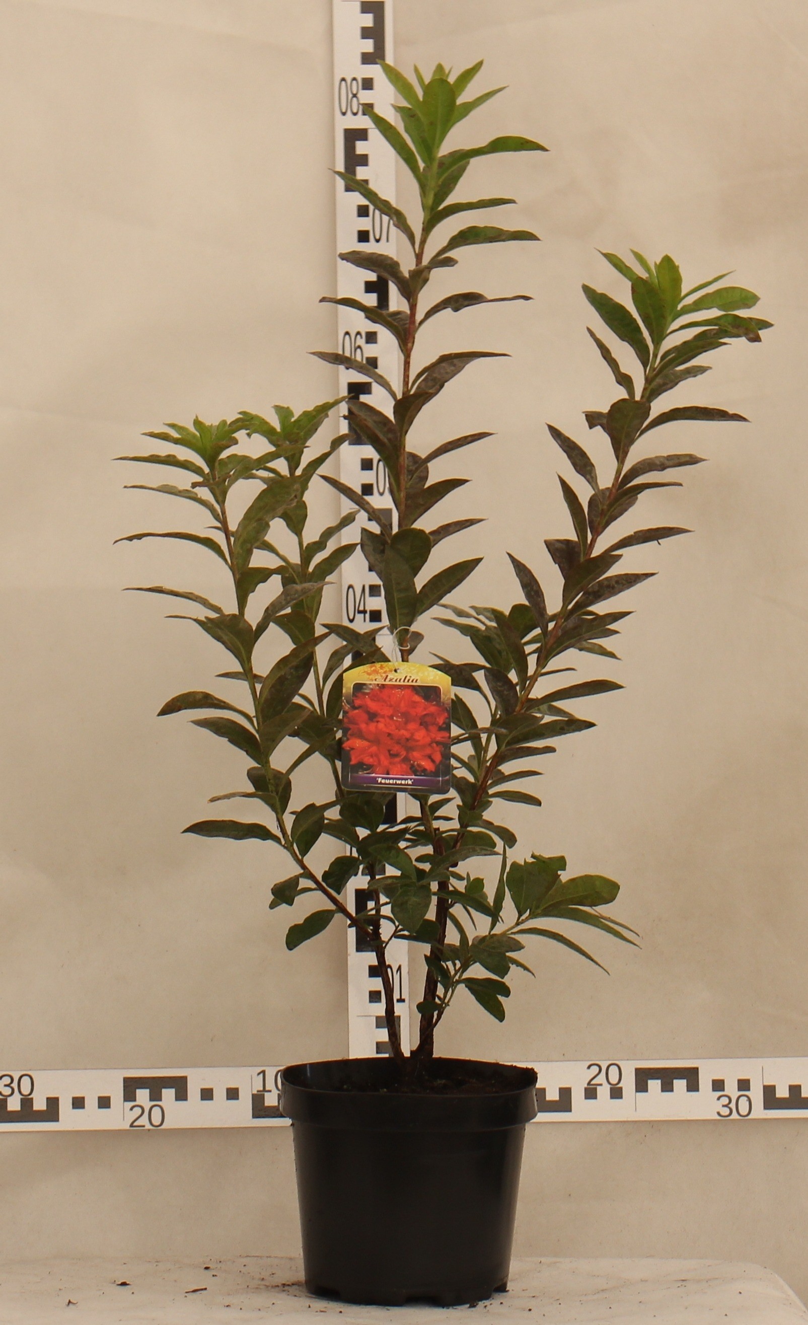 Rhododendron 'Feuerwerk'