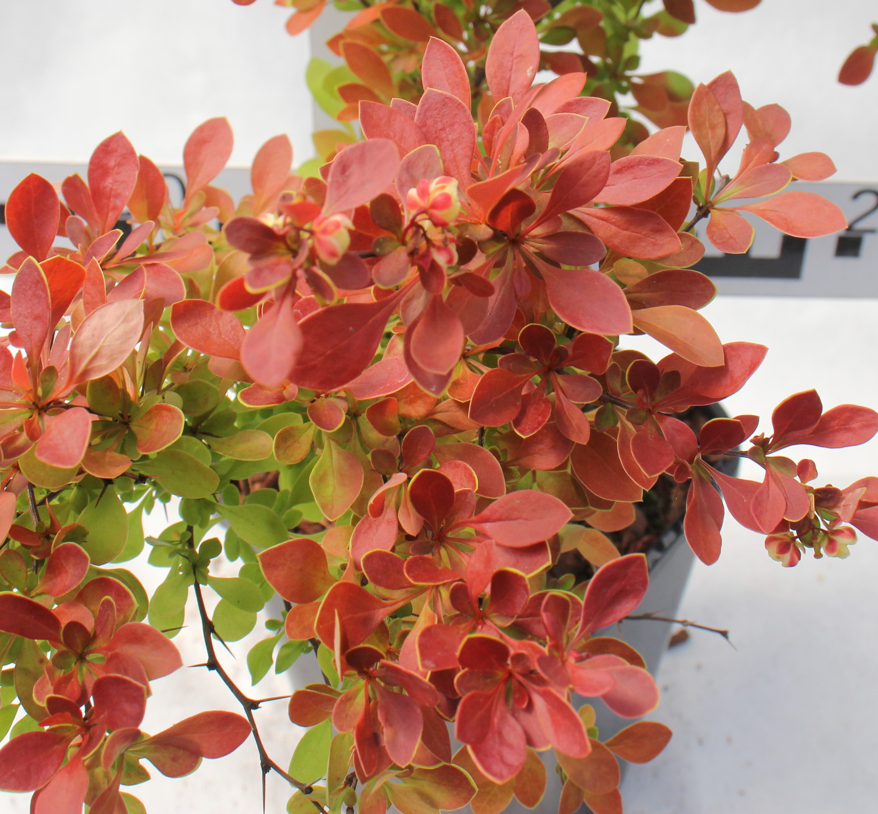 Berberis thunbergii 'Coral' PBR