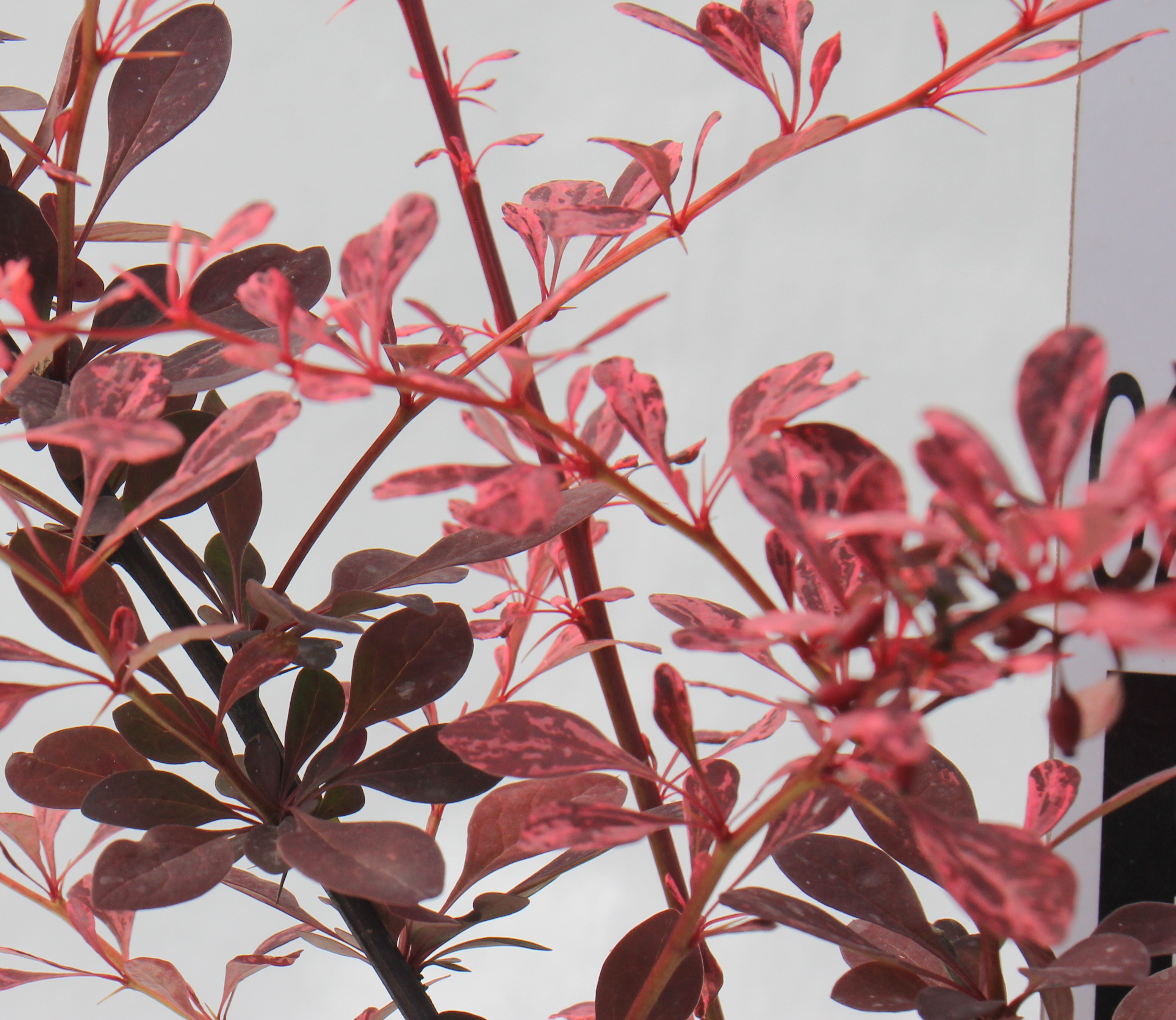 Berberis thunbergii 'Harlequin'