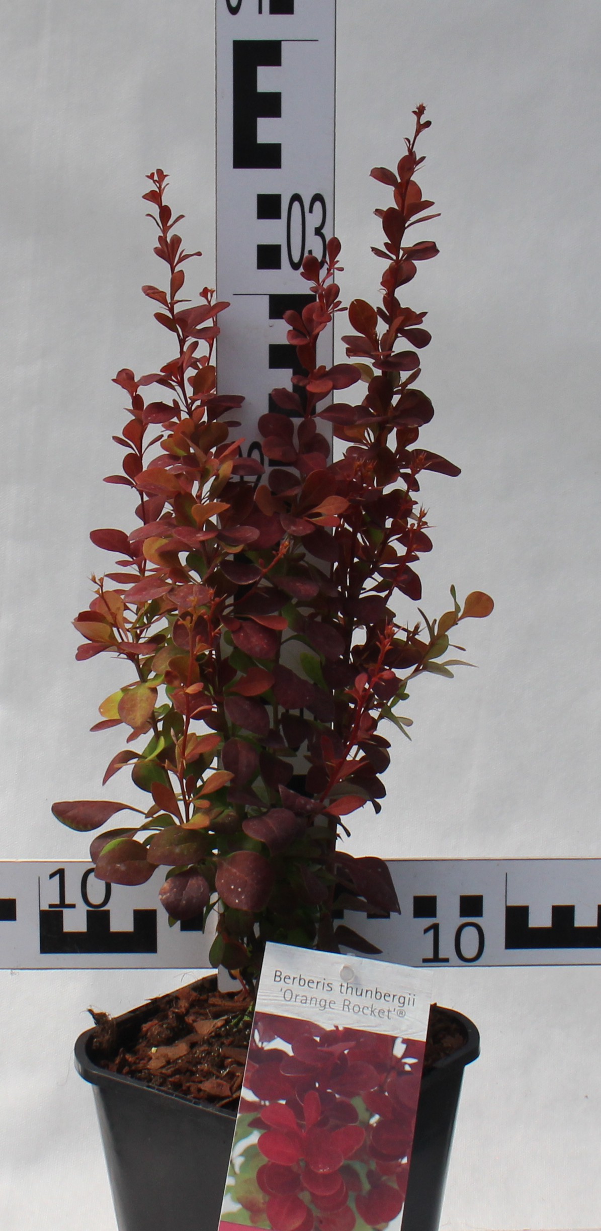 Berberis thunbergii 'Orange Rocket' PBR®