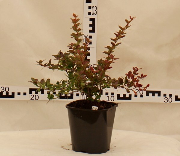 Berberis media 'Red Jewel'