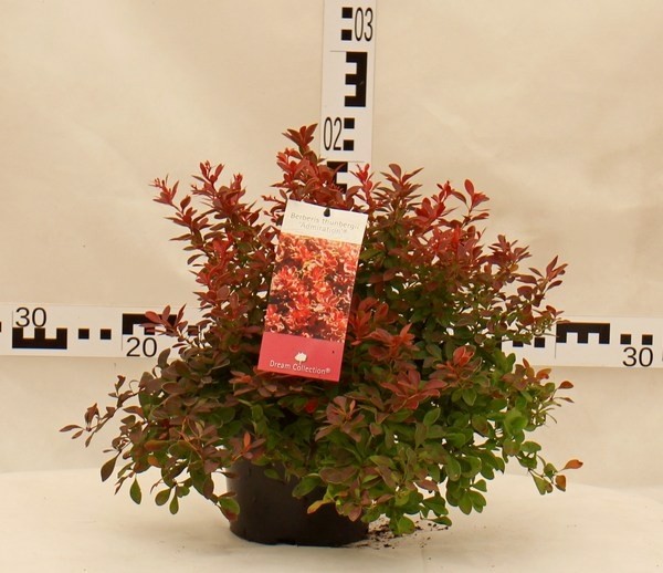 Berberis thunbergii 'Admiration' PBR®