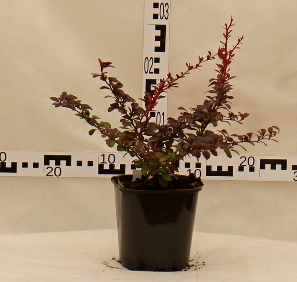 Berberis thunbergii 'Dart's Red Lady'
