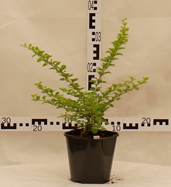 Berberis thunbergii 'Green Carpet'