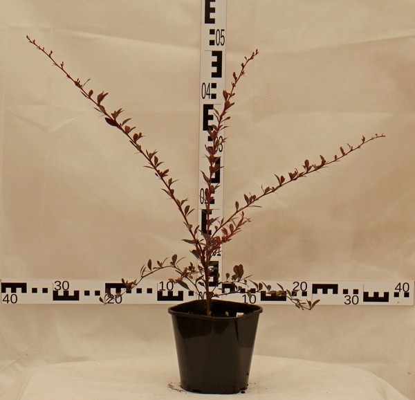 Berberis thunbergii 'Red Chief'