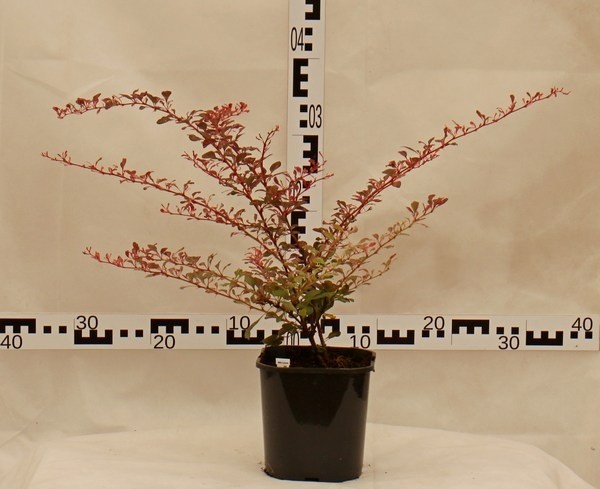 Berberis thunbergii 'Rose Glow'
