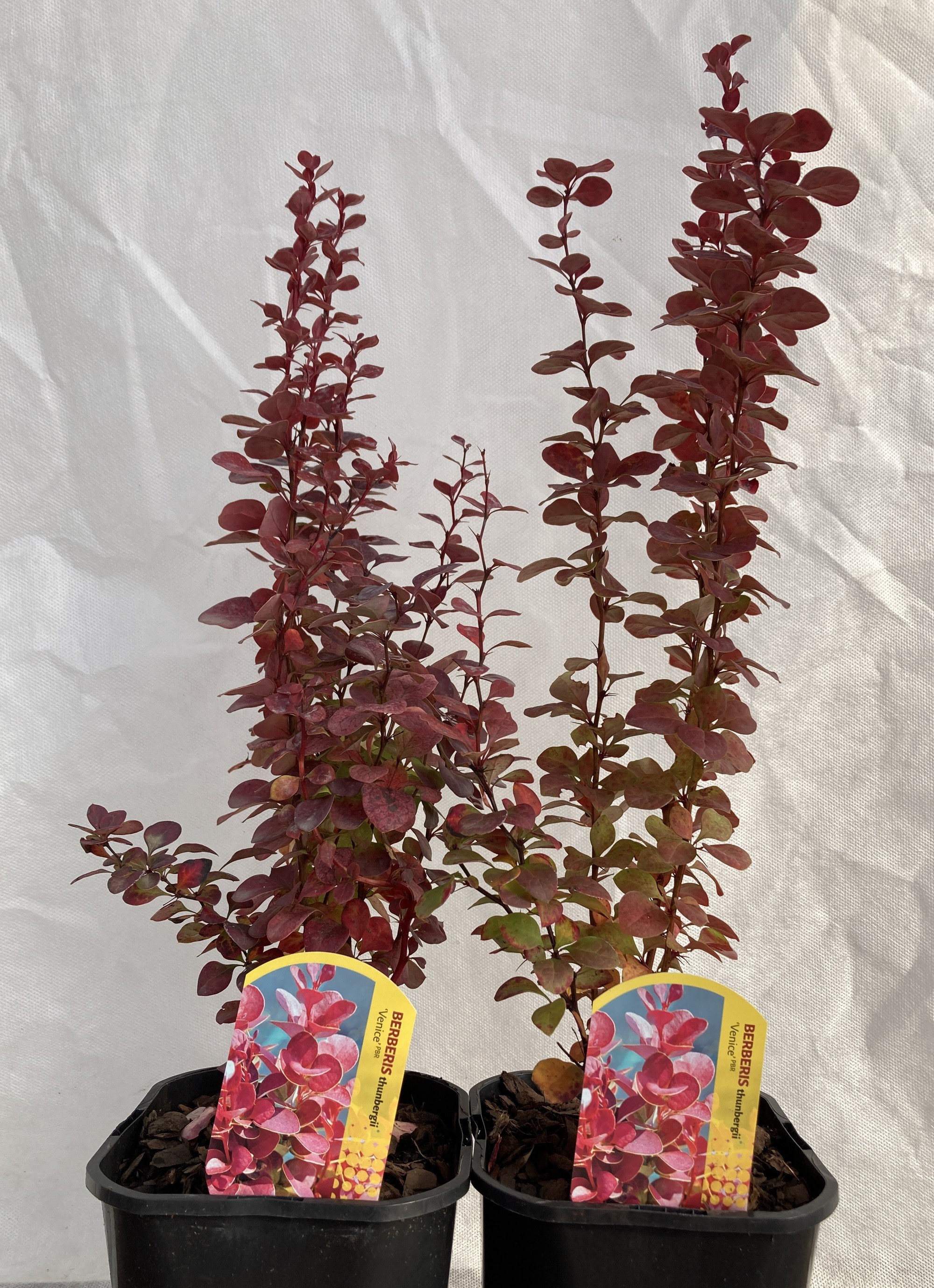 Berberis thunbergii 'Venice'