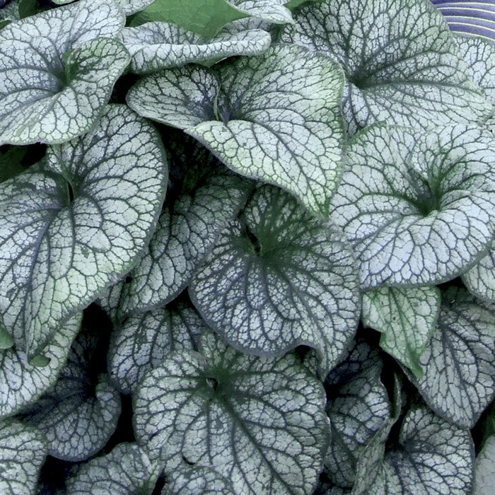 Brunnera macr. 'Alexander's Great' PBR