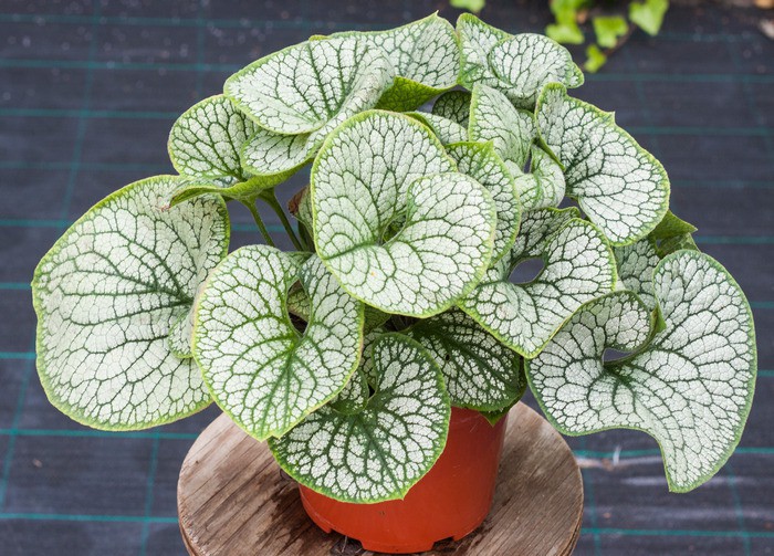 Brunnera macr. 'Sea Heart