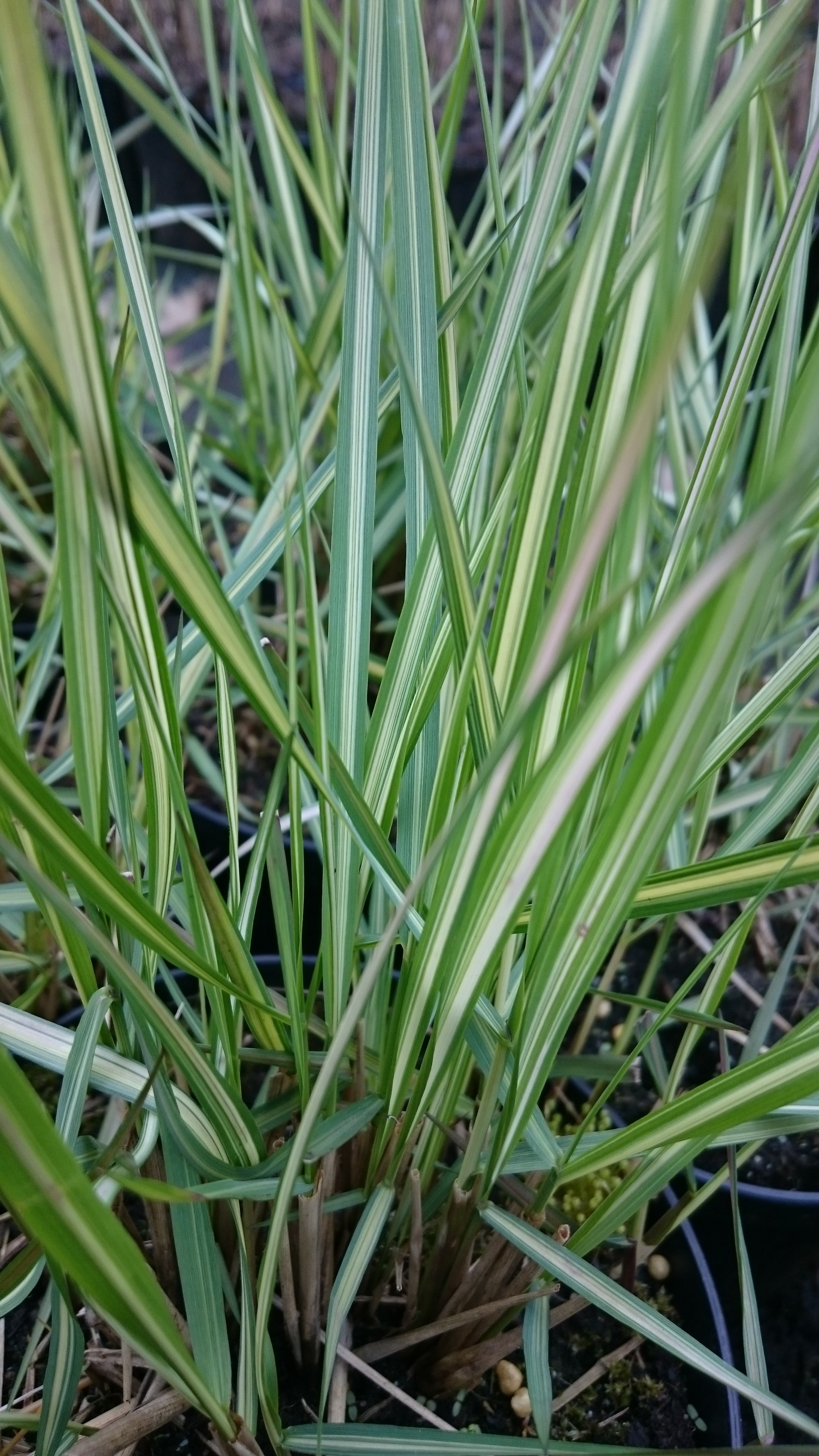 Calamagrostis acutiflora 'Avalanche'
