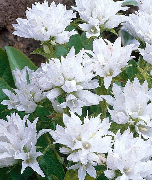 Campanula glomerata 'Alba'