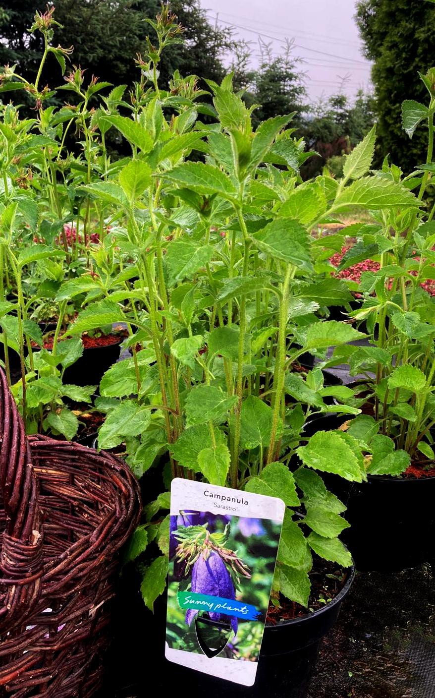 Campanula punctata Sarastro