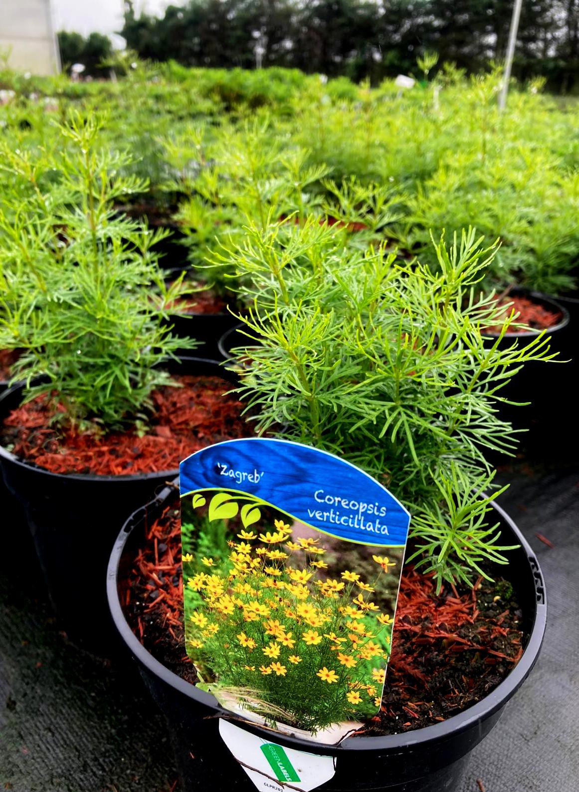 Coreopsis Zagreb'