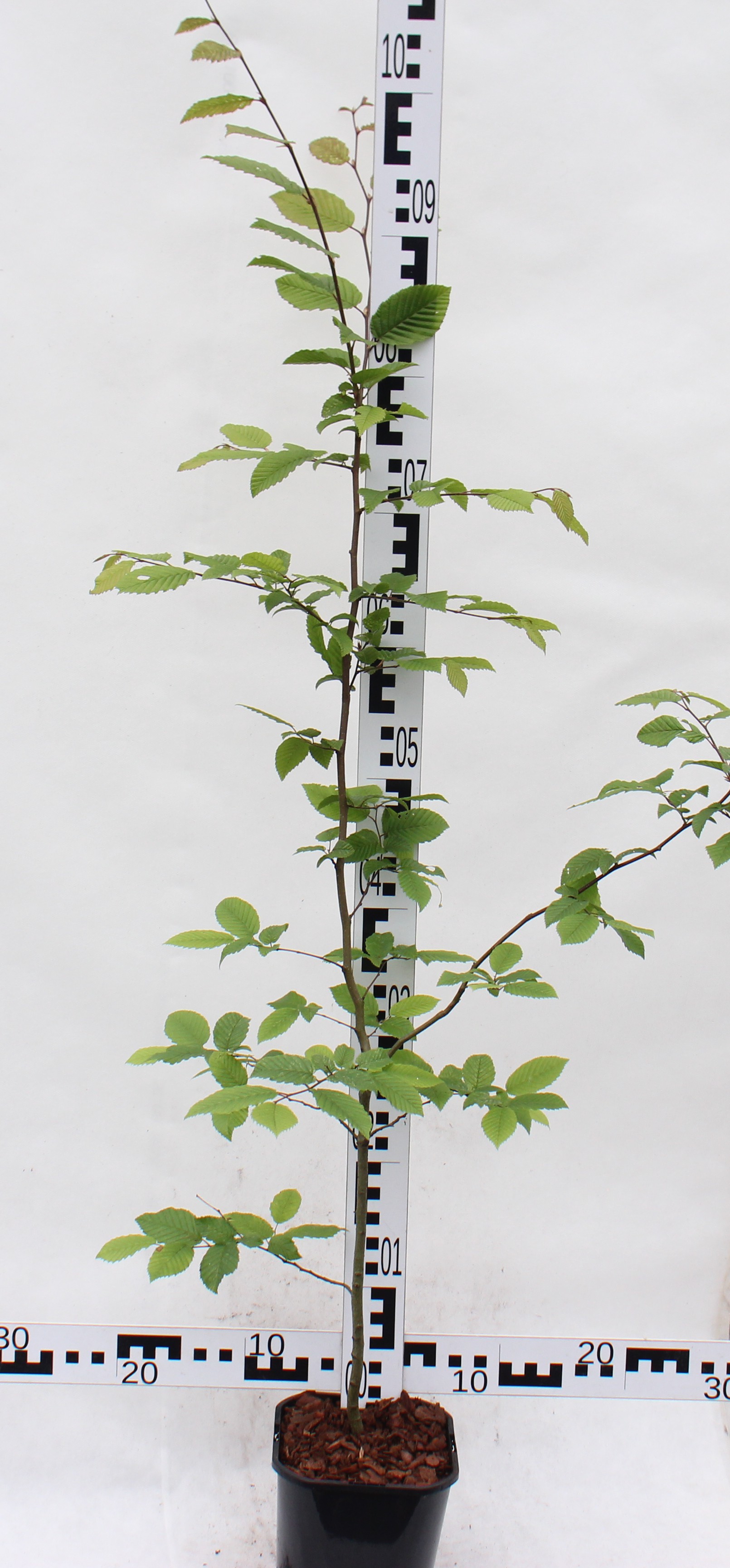 Carpinus betulus