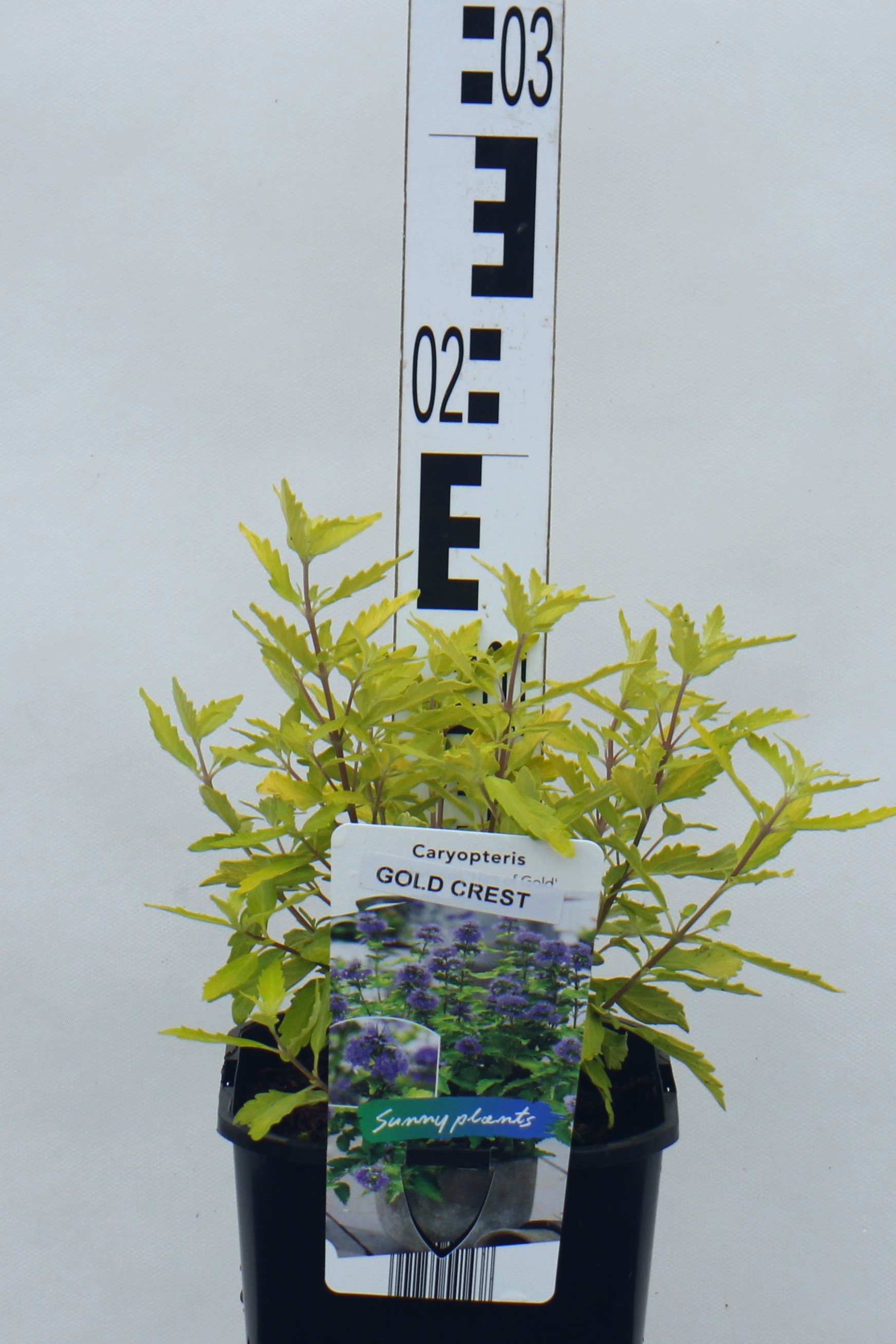 Caryopteris ×clandonensis 'Gold Cres