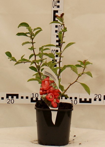 Chaenomeles sup. 'Andenken an Karl Ramck