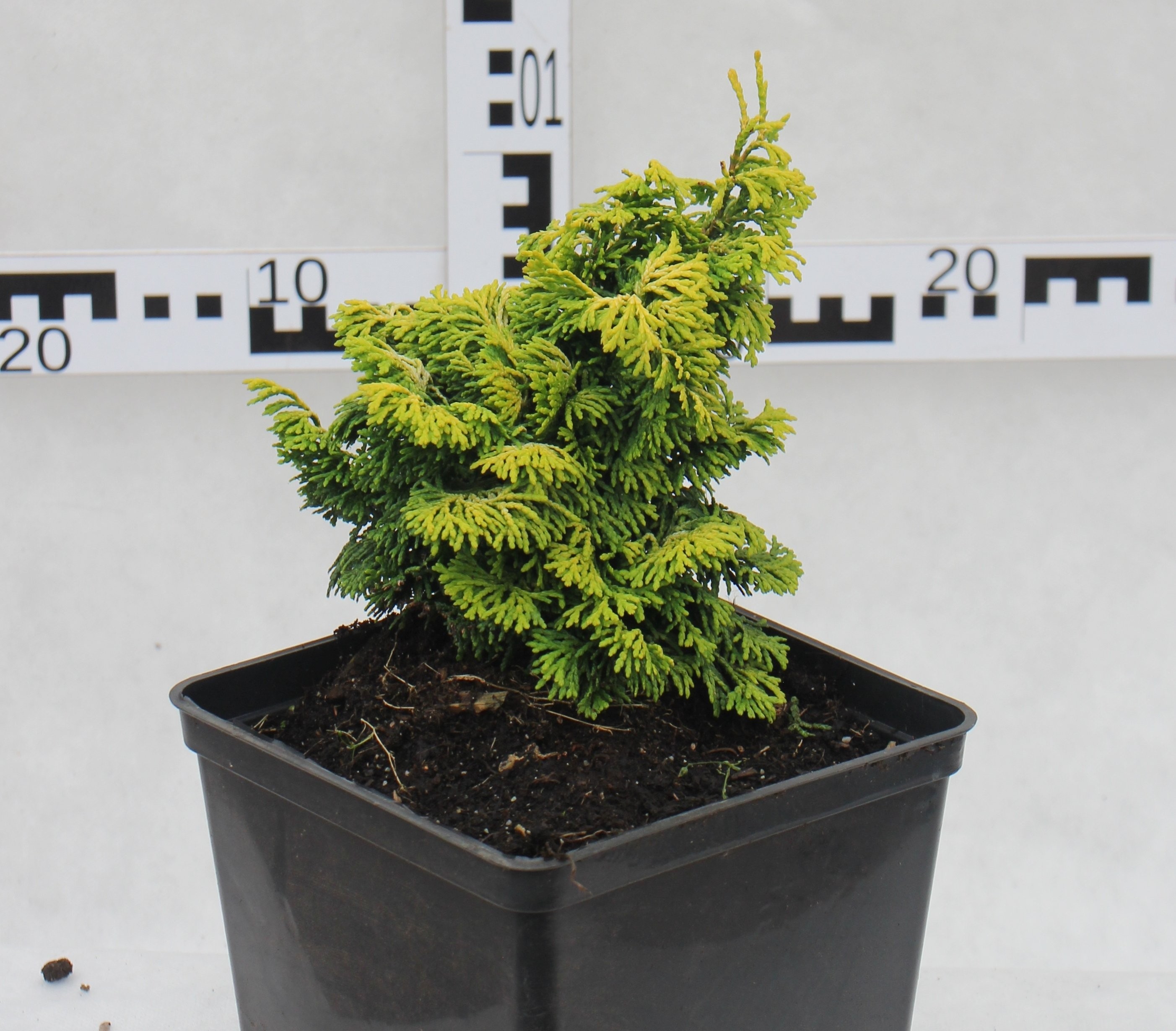 Chamaecyparis obtusa 'Fernspray Gold'