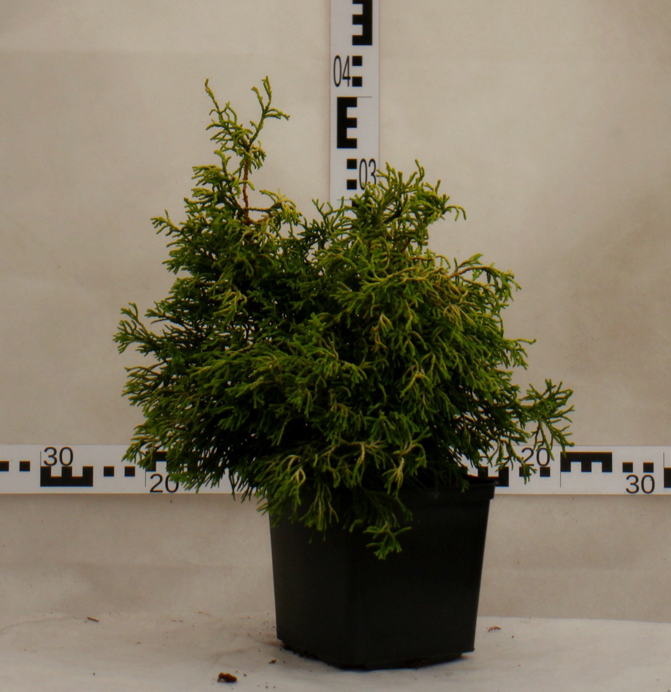 Chamaecyparis obtusa 'Tsatsumi Gold'