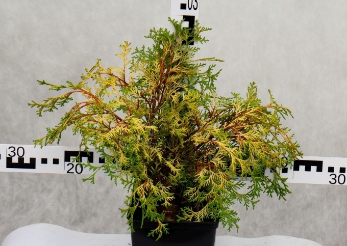Chamaecyparis obtusa 'Kamarachiba'