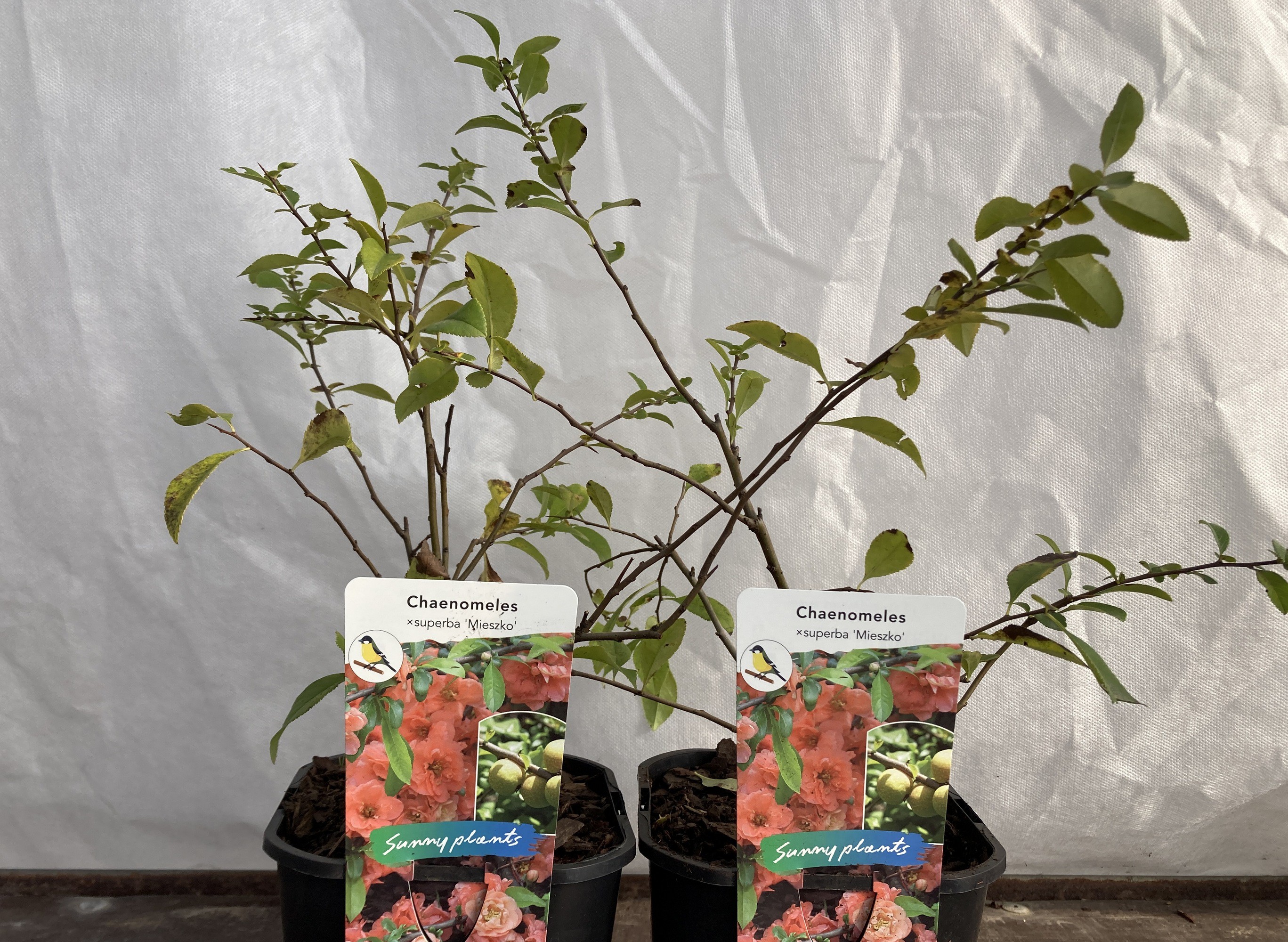 Chaenomeles speciosa 'Mieszko'