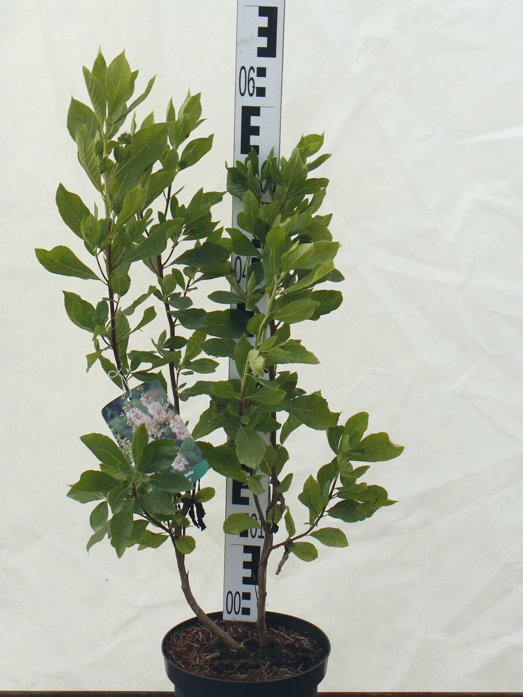 Clethra alnifolia 'Pink Spire'