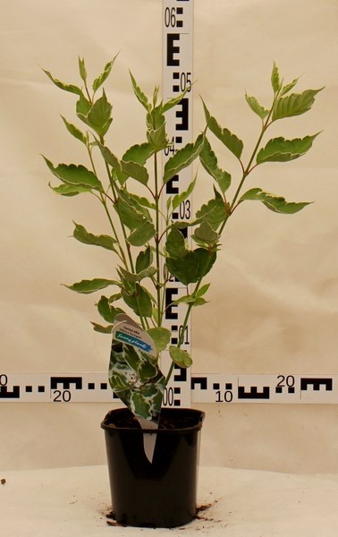 Cornus alba 'Sibirica Variegata'