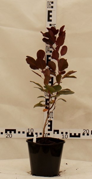 Cotinus coggygria 'Royal Purple'
