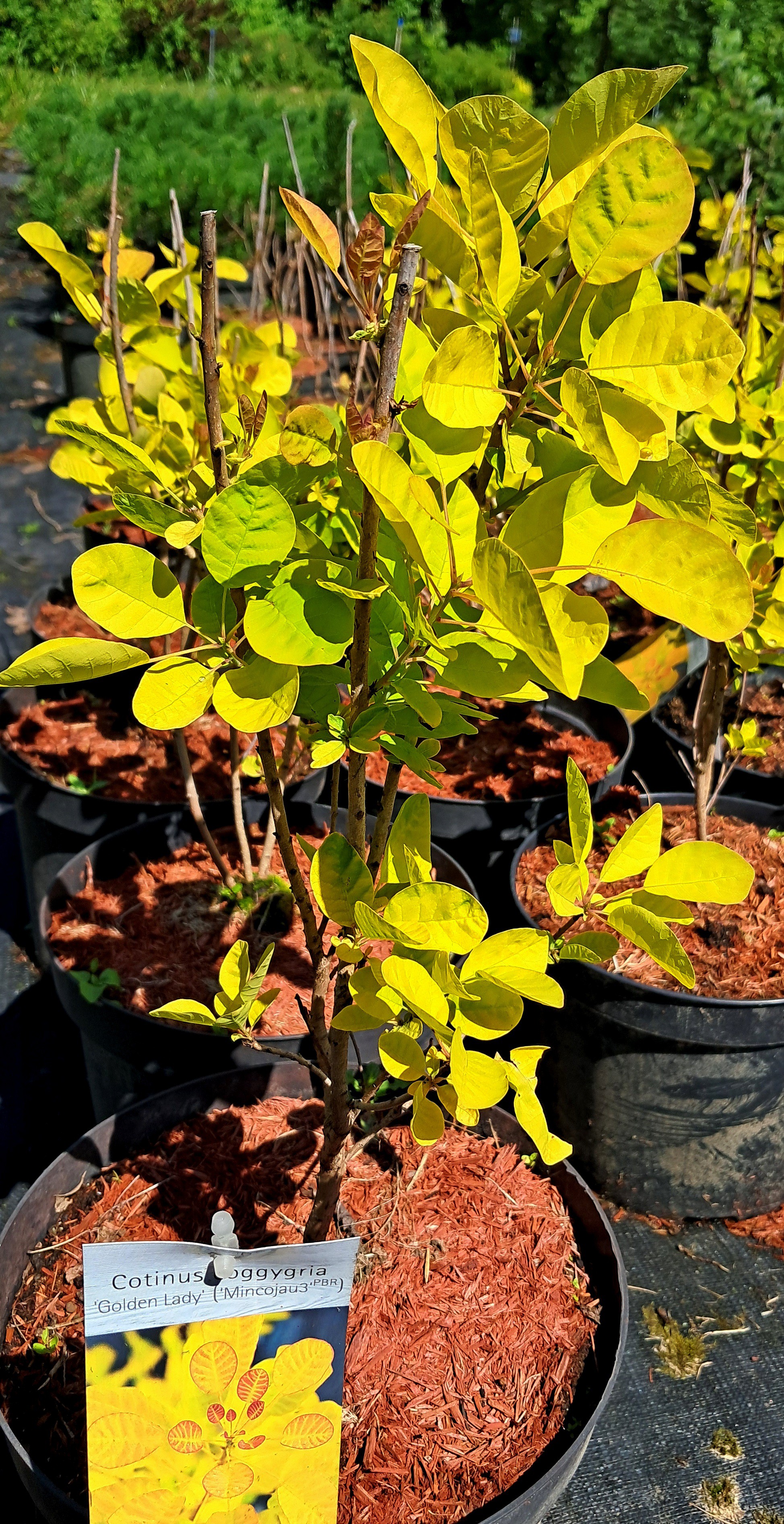 Cotinus coggygria Golden Lady