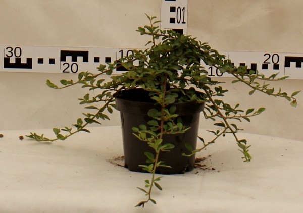 Cotoneaster dammeri 'Mooncreeper'
