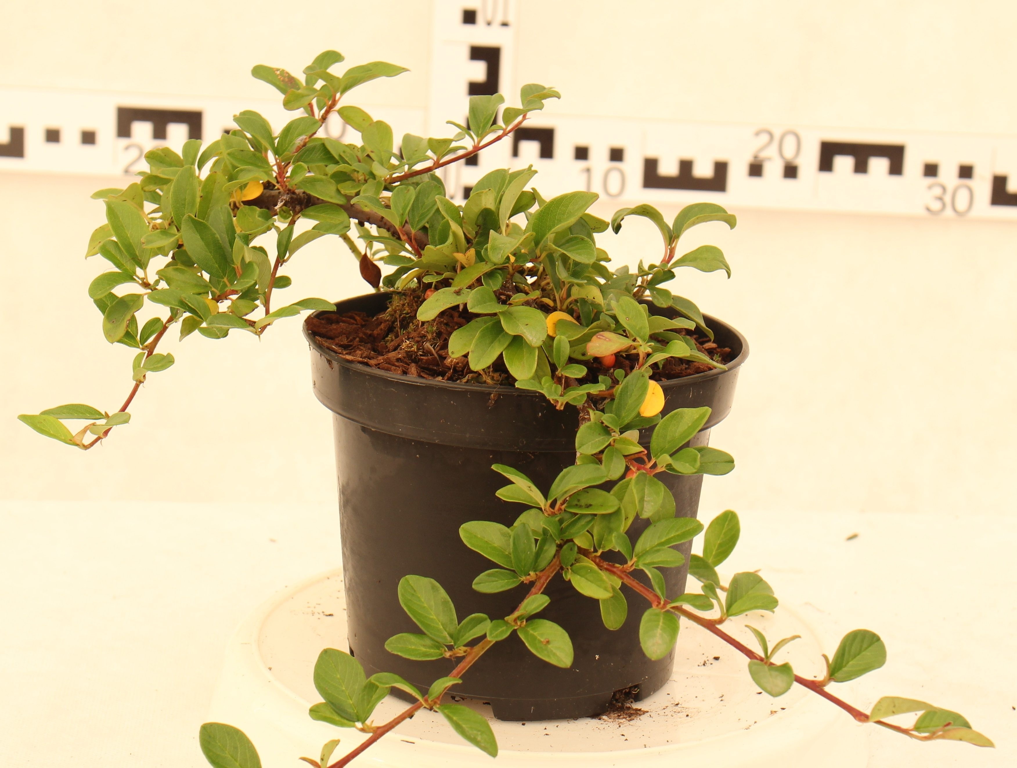 Cotoneaster dammeri 'Major'