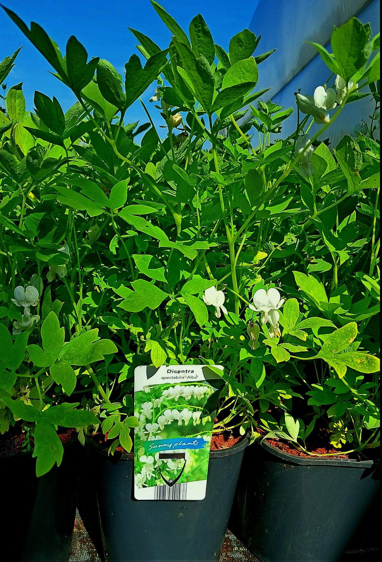Dicentra spectabilis 'Alba'