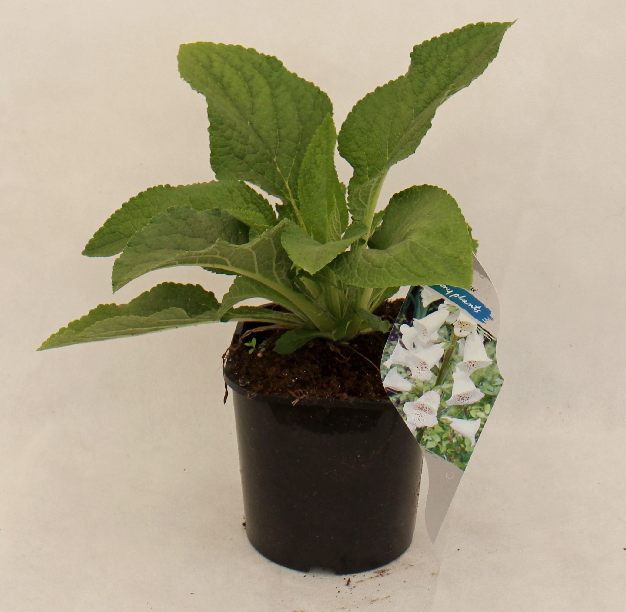 Digitalis 'Dalmatian White'