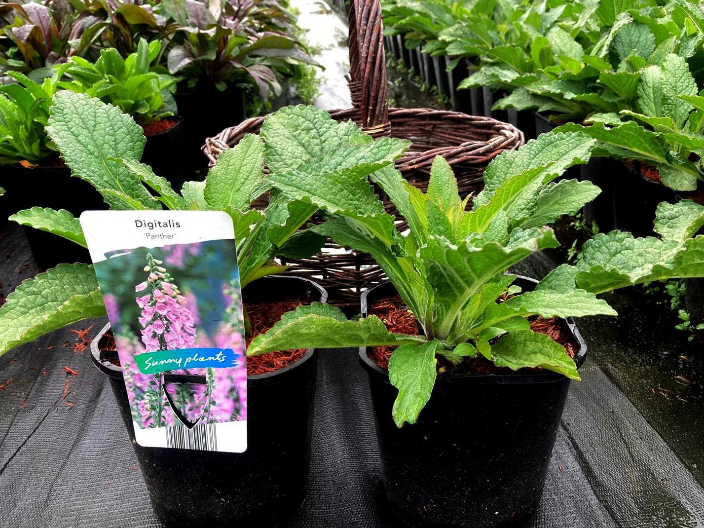 Digitalis 'Panther'