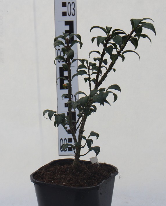 Euonymus alatus 'Compactus'