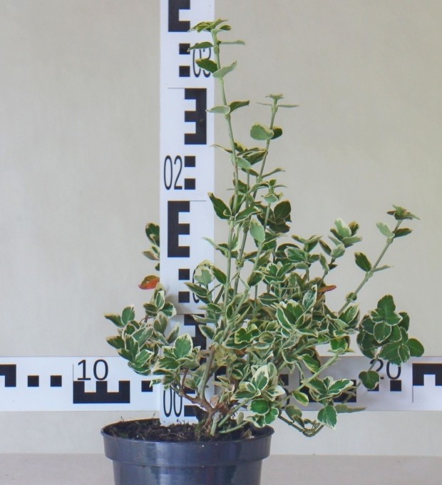 Euonymus fortunei 'Emerald Gaiety'