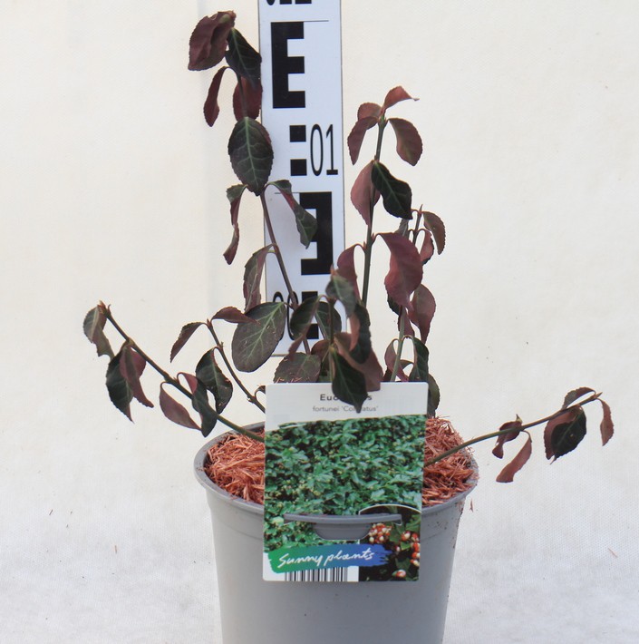 Euonymus fortunei 'Coloratus'