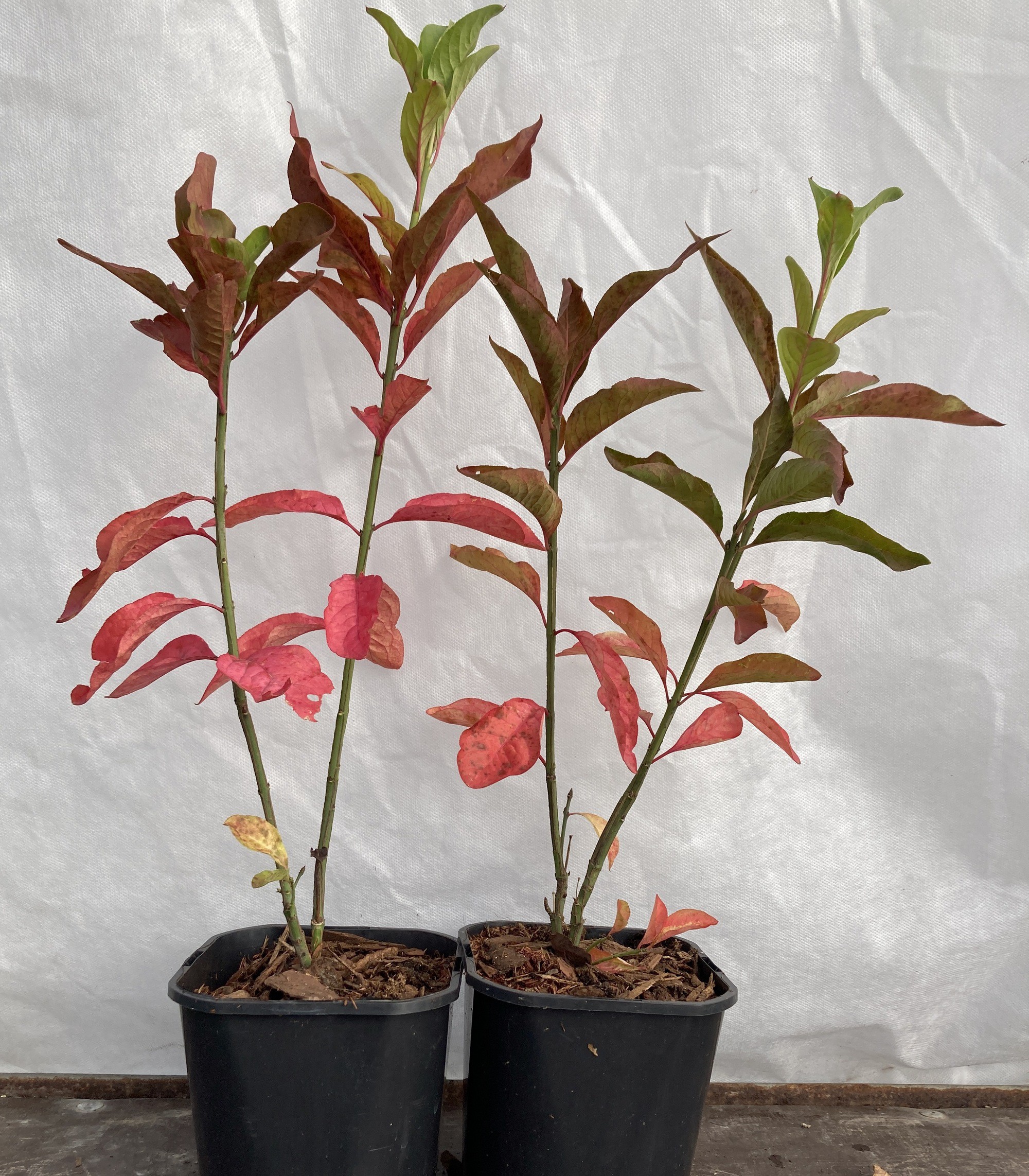 Euonymus europeus 'Red Cascade'