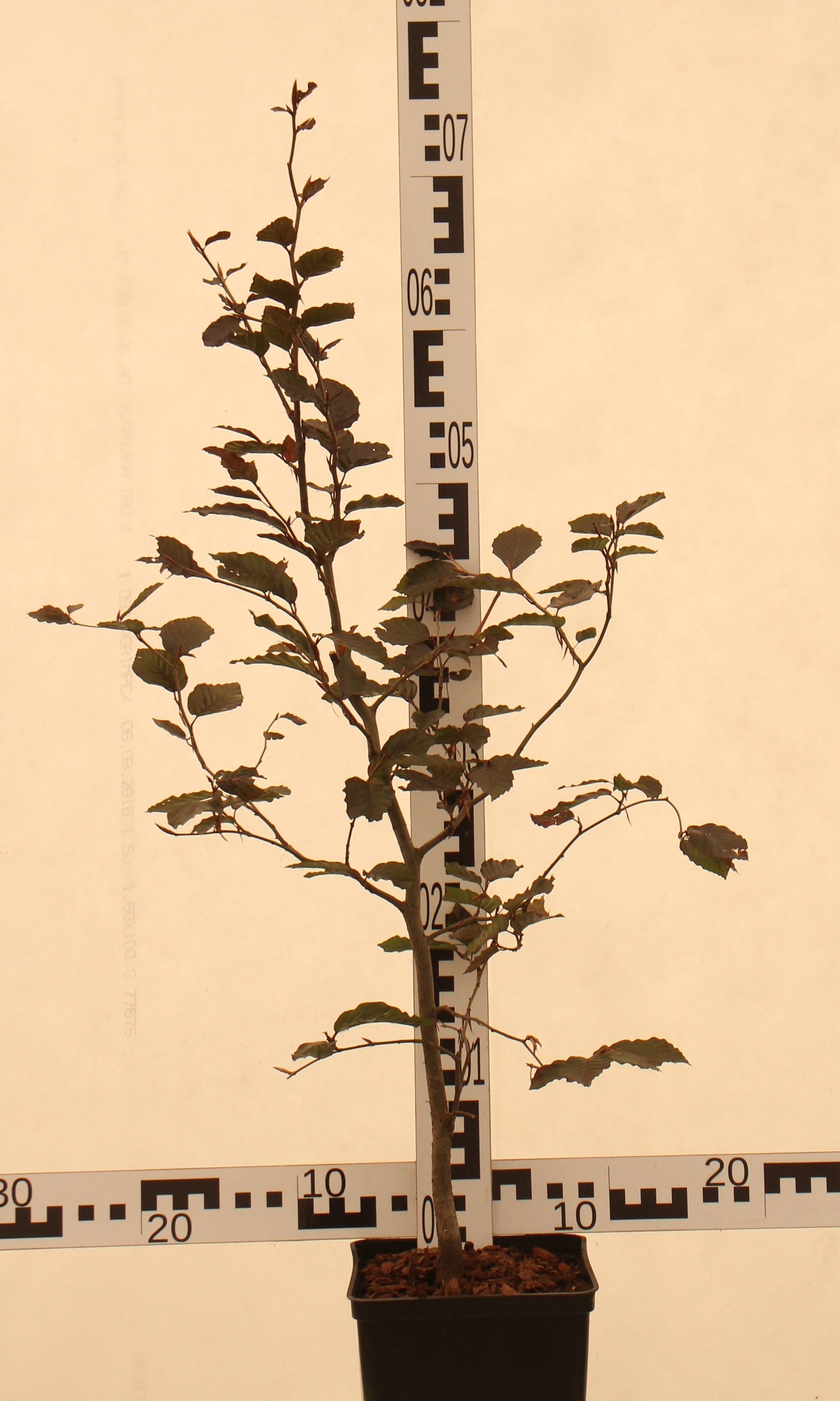 Fagus sylvatica 'Atropunicea'